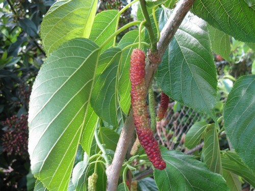 קטיף עצמי אודם