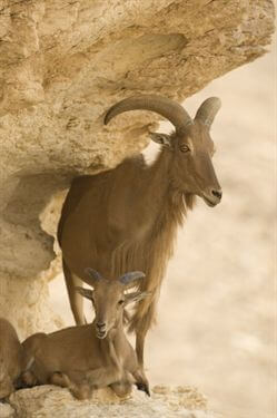חוות האנטילופות