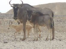 חוות האנטילופות