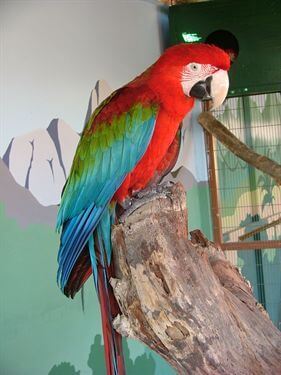 חוות האנטילופות