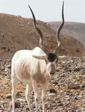 חוות האנטילופות