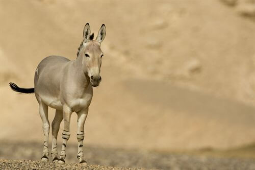 חוות האנטילופות