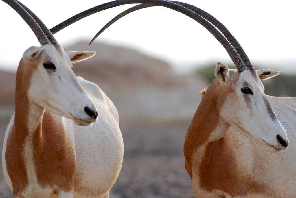 חוות האנטילופות