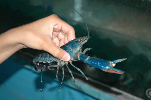 חוות האנטילופות