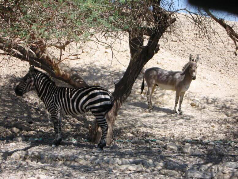 חוות האנטילופות