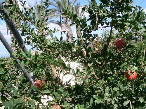 מרכז מבקרים - 