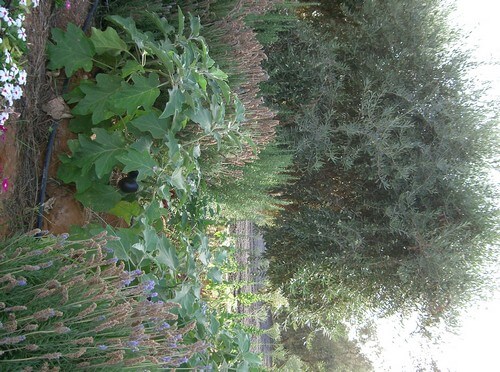 מרכז מבקרים - 