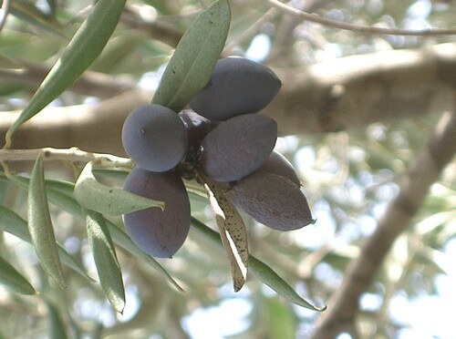 מרכז מבקרים - 