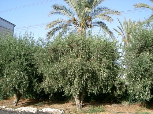 מרכז מבקרים - "מלוא הטנא"