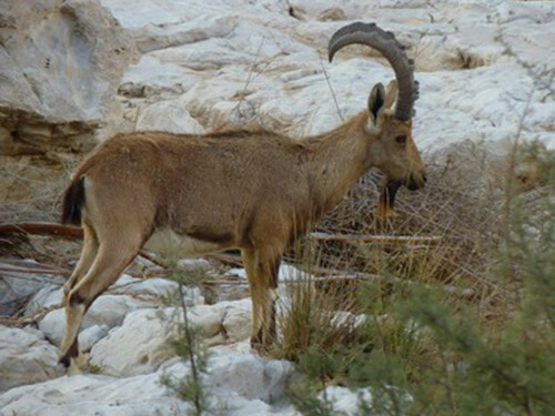גלבוע גולן - מורה דרך