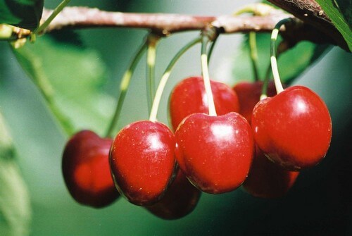 תיירות עין זיוון