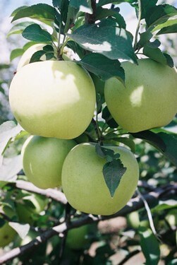תיירות עין זיוון