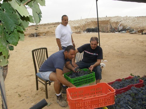 יקב בוטיק חוות רוטה