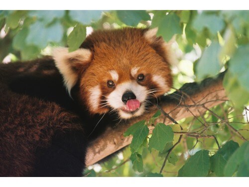 גן החיות התנ"כי