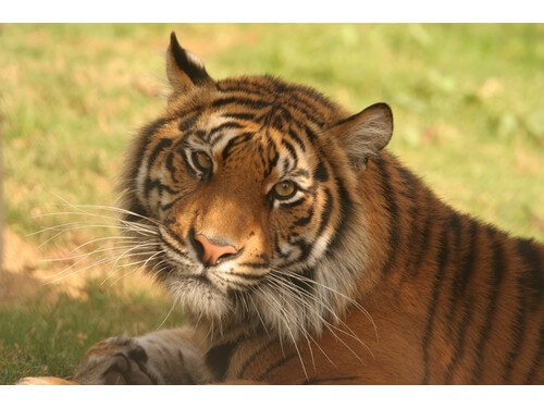 גן החיות התנ"כי