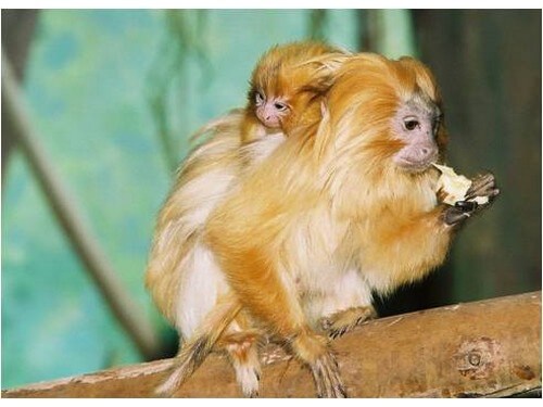 גן החיות התנ"כי