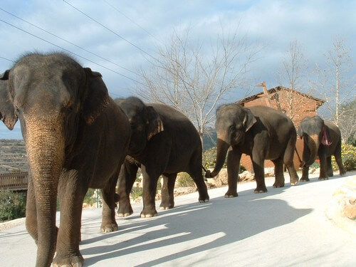 גן החיות התנ"כי