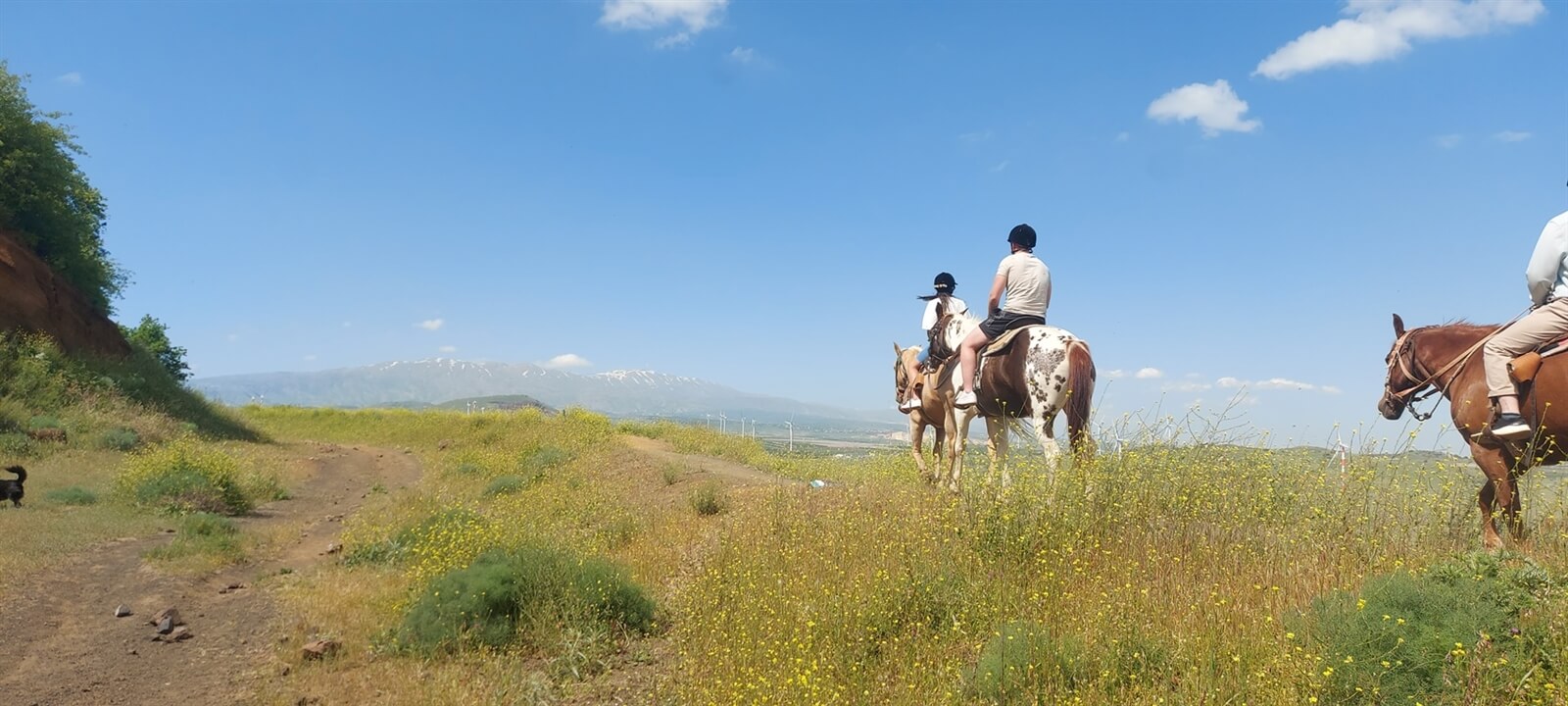 חוות הבוקרים מרום גולן