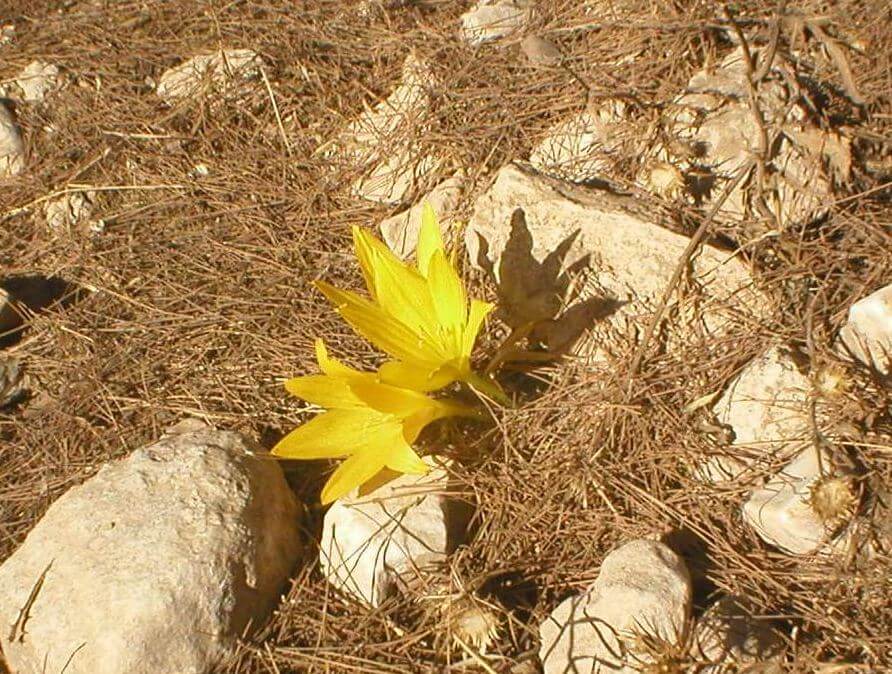 מרכז ג'ו אלון