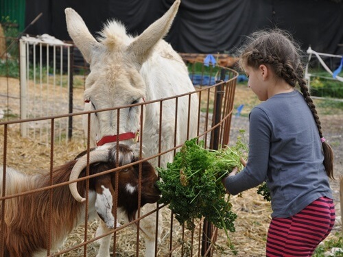 הקרקס החקלאי