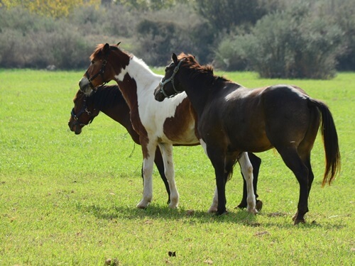 בשביל האושר - סוסים וריינג'ר