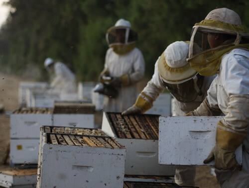 מרכז המבקרים מכוורת פורת