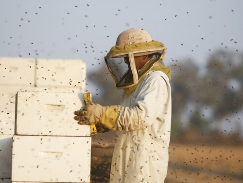 מרכז המבקרים מכוורת פורת