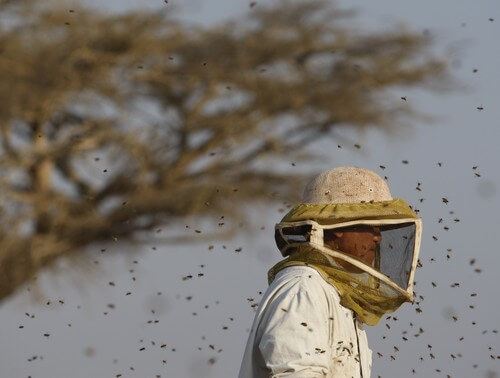 מרכז המבקרים מכוורת פורת