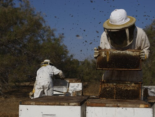 מרכז המבקרים מכוורת פורת