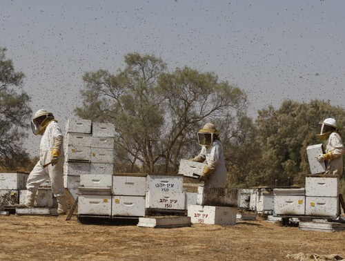 מרכז המבקרים מכוורת פורת