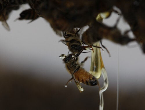 מרכז המבקרים מכוורת פורת