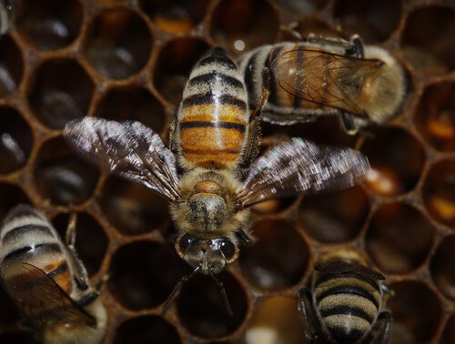 מרכז המבקרים מכוורת פורת