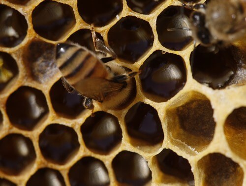 מרכז המבקרים מכוורת פורת