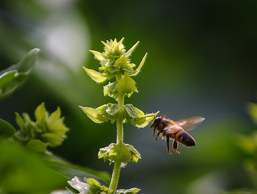 מרכז המבקרים מכוורת פורת