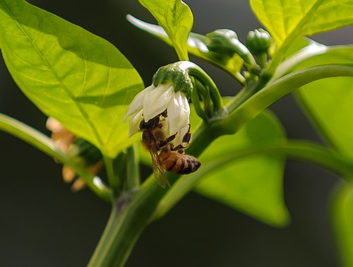 מרכז המבקרים מכוורת פורת