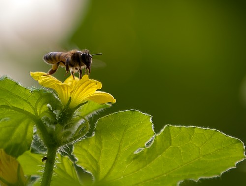 מרכז המבקרים מכוורת פורת