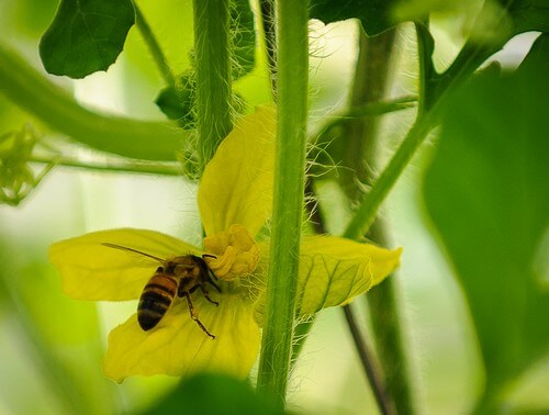 מרכז המבקרים מכוורת פורת