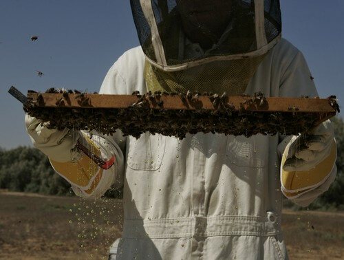 מרכז המבקרים מכוורת פורת