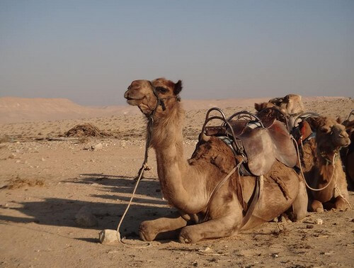 מדבר ישראלי