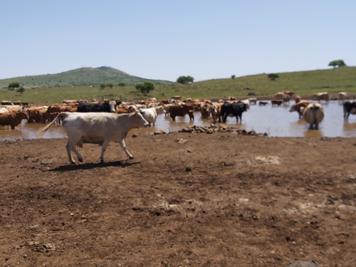 טטנקה טיולי ג'יפים