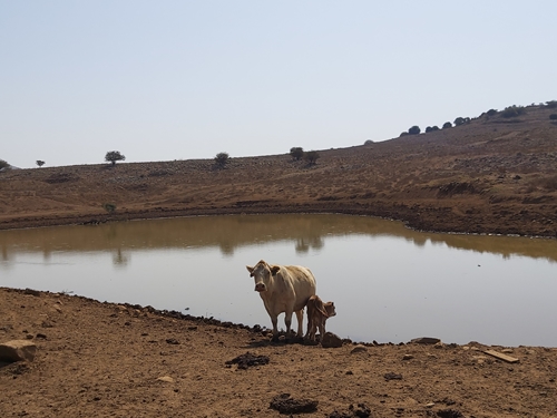 טטנקה טיולי ג'יפים