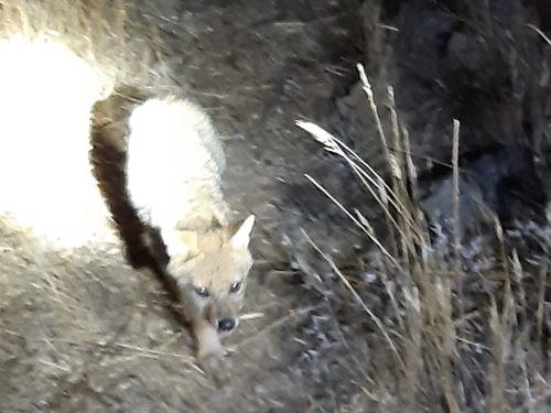טטנקה טיולי ג'יפים
