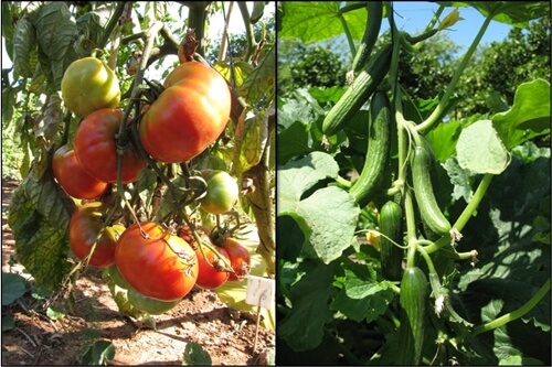 אוריגני - חווה אורגנית