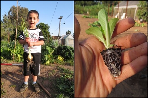אוריגני - חווה אורגנית