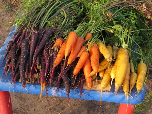 אוריגני - חווה אורגנית