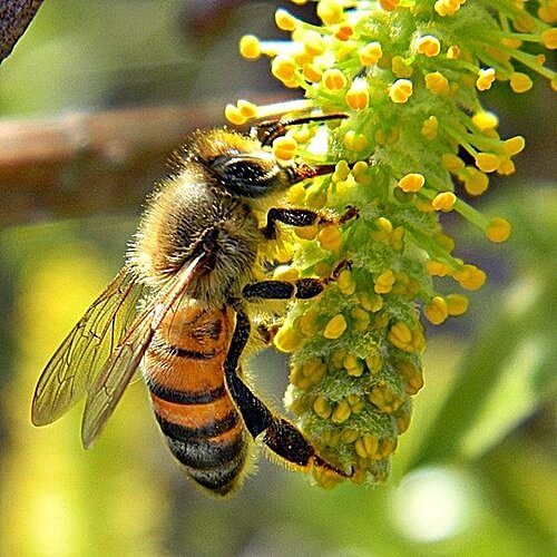 פתילת המדבר - סדנאות דבש ודבורים 