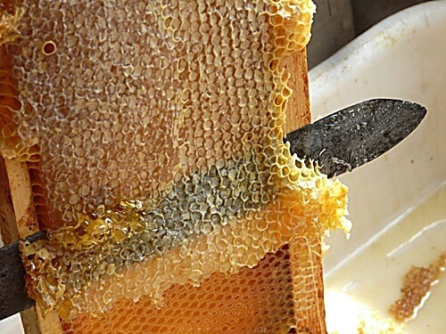פתילת המדבר - סדנאות דבש ודבורים 