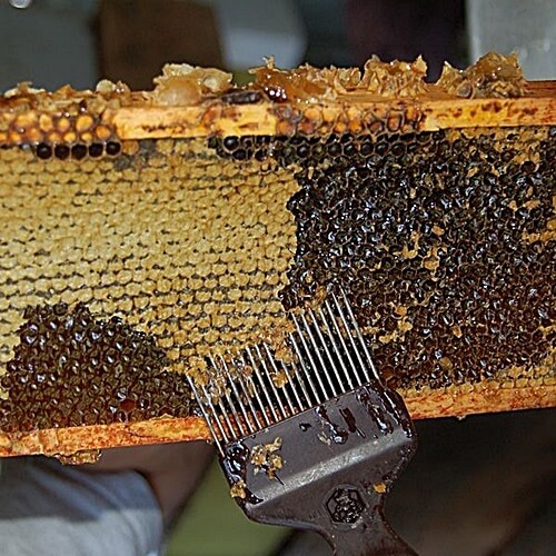 פתילת המדבר - סדנאות דבש ודבורים 