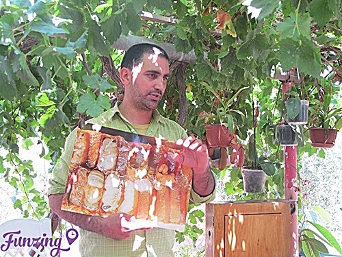 פתילת המדבר - סדנאות דבש ודבורים 