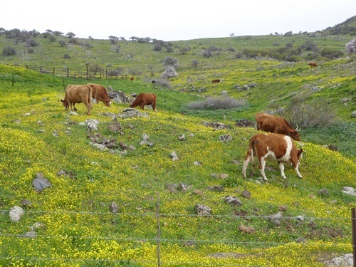 דרך ארץ טיולי ג'יפים